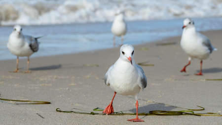 Flock of black headed gulls (Chroicocephalus ridibundus) walking over baltic sea shore. White fluffy...
