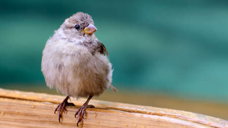 Single young domestic sparrow (Passer domesticus) on turquoise blurred background. Fluffy plumage due to closing winter and cold evening weather condition. Trying to get warm.の写真素材