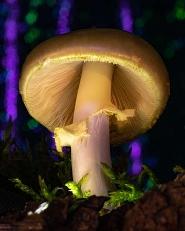 Low perspective studio shoot of single white toadstool. Toxic mushroom growing from the moss. Purple and green light abstractions in background.の写真素材