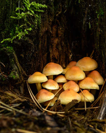 Group of small yellow mushrooms growing on the old tree trunk. Hypholoma fasciculare known as clustered woodlover and sulfur tuft is a typical forest mushroom. Moss and needles surrounding it.の写真素材
