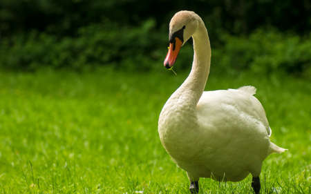 Large white mute swan (Cygnus olor) looking for the food on grassland. Dark blurred bushes in background. Pawlowice park in Wroclaw.の写真素材