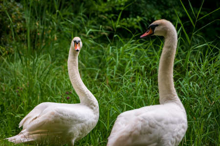 Two adult Mute swans (Cygnus olor) mates standing near the forest lake side, observing each other. Parents of 3 small cygnets watching over them. Blurred green grassland background.の写真素材