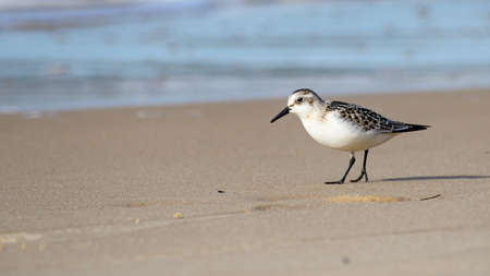 Biegus maly - small wader Temminck's stint (Calidris temminckii) on baltic beach. Dark back plumage with white bottom suggest breading adult. Smooth sand and blue blurred water in background. Wolin.の写真素材