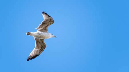 Single young European Herring Gull (Larus argentatus) with wings wide spread fly over the seashore. Dark brown feathers in it's plumage suggest it is young bird. Blue clear sky in background.の写真素材