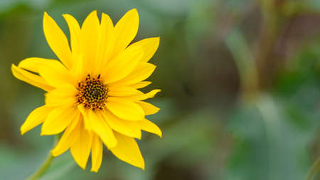 Golden Coreopsis flower known also as calliopsis and tickseed growing in the green meadow.の写真素材