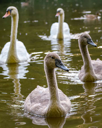 Two young Mute Swans (Cygnus olor) with parents in background swimming around forest lake. Young birds with gray plumage, carefully watched by parents. Parenthood, care and love between birds.の写真素材