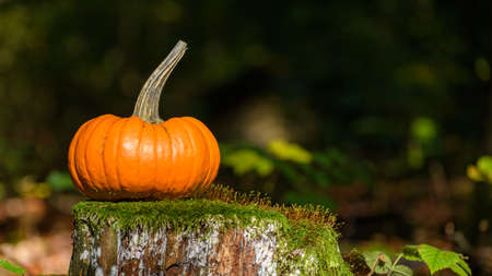 Single small orange winter squash laying on the old tree stump covered with moss. Dark blurred woodland background. Autumn colors of the fall in forest.の写真素材