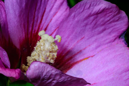 Side view of large hibiscus flower. Veiny purple petal structure. Macro closeup shot of honey flower. Vertical crop with copy space. Black background.の写真素材