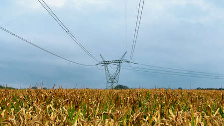 Horizontal view of corn plantation with dark cloudy sky. Field of golden corn plants.の写真素材