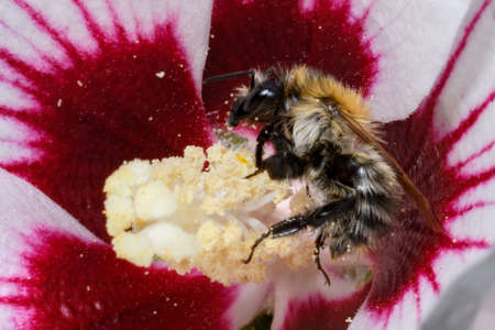 Small bumblebee hidden between red flower petals. Single bee family insect fully covered with pollen resting inside the honey flower. Closed petals flower.の写真素材