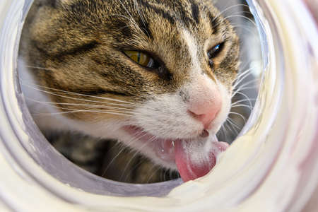 Closeup shot of male domestic cat (Felis catus) from the perspective of food container. Delicate pink nose skin and white whiskers. rough cat's tongue visible when he licks food.の写真素材