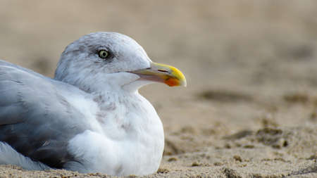 Young European Herring Gull in non-breeding plumage stands near the ocean. Horizontal wide crop.の写真素材
