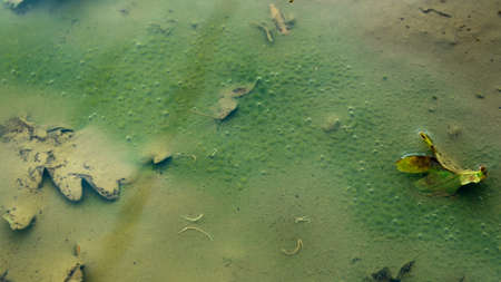 Nematomorpha worms also called Gordiacea, and commonly known as horsehair worms or Gordian worms inside of green puddle.の写真素材