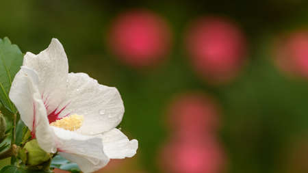 Side view of white hibiscus flower covered with morning dew droplets. Petal structure. Macro closeup shot of honey flower. Vertical crop with copy space. Black background.の写真素材