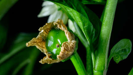 Pollinated flower turning into the fruiting body of the pepper. Different stages of red pepper paprika growing plant.の写真素材