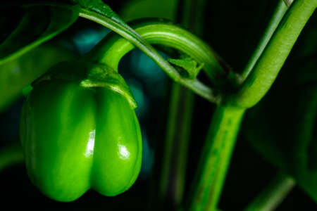 Small green vegetable hanging from the plant. Different stages of red pepper paprika growing plant.の写真素材