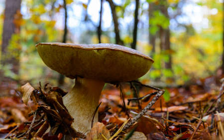 Massive penny bun mushroom growing in beech forest. Boletus edulis also known as porcino with...