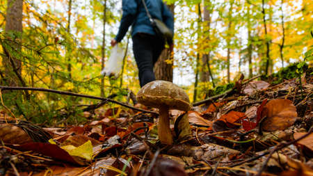 Mushroom overlooked by girl in blue jacket. Forest autumn photo. Imleria badia, commonly known as the bay bolete, edible, pored mushroom from Europe forest. Colorful autumn scenery.の写真素材