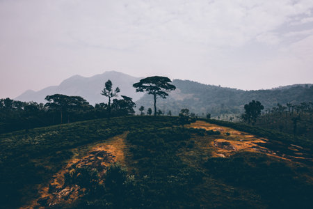 Landscape view of the mountain at Doi Inthanon National Park, Thailand.の写真素材