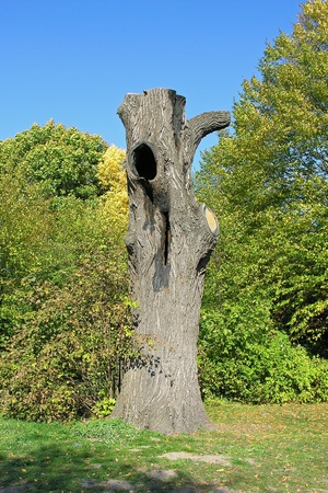 old tree trunk still standingの写真素材
