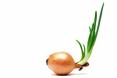 onions and green shootsの写真素材