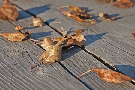 autumn leavesの写真素材