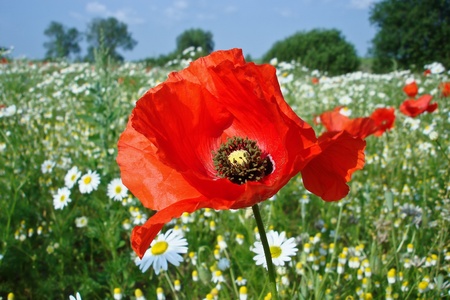 poppy flower in a field along with other white flowersの写真素材