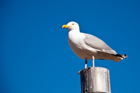 seagull standing silently on a mast topの写真素材