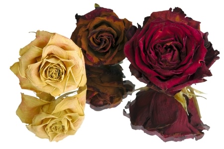 dry roses in three colors and their mirror image.の写真素材