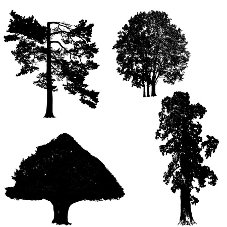 collection of four various trees on isolated white backgroundの写真素材