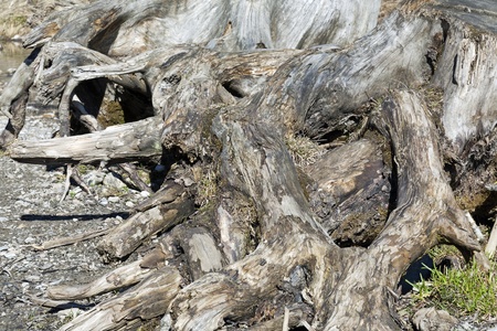 the roots of old trees fished out from the river and has long been drying in the sun. の写真素材