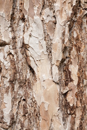bark of the trunk of an old pine treeの写真素材
