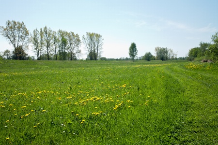 dirt road through the green meadows of rural landscapeの写真素材