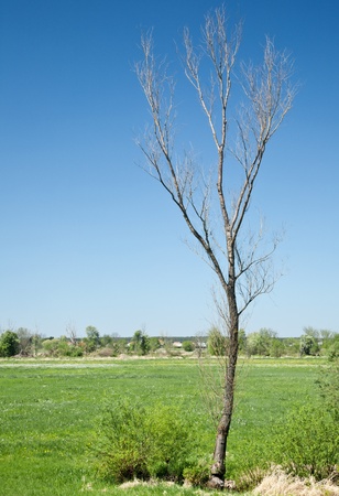 dry tree on the background of the rural landscape shows the elapsed timeの写真素材