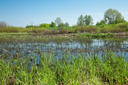 marsh area is a great place of wild birdsの写真素材