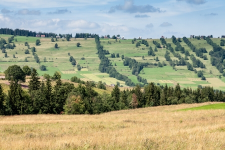 fields and meadows and trees is a typical landscape in the area of Zakopaneの写真素材