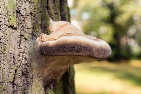 Parasite fungus growing on a tree trunkの写真素材