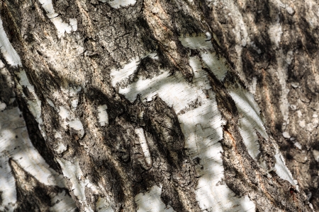 Shadows of branches are seen on the bark of birch trees with a small heart engravedの写真素材