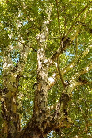 Old plane tree limbs continue to climb higher in the search for the sunの写真素材