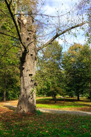 Old tree trunk still stands next to a park alley in Sieniawa in Polandの写真素材