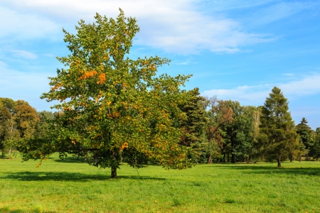 One autumn tree stands on green grass on a forest background in Lancut in Polandの写真素材
