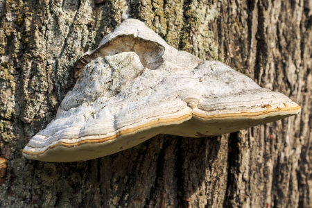 Polyporus growing on a tree trunk
