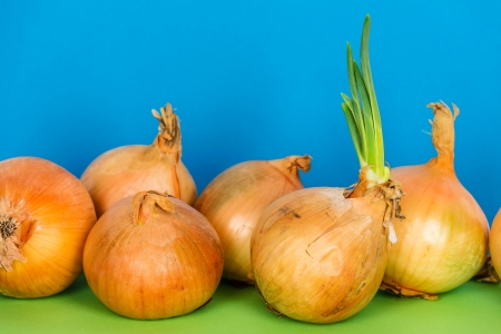 The onion bulbs and green shoots on a two colors backgroundの写真素材