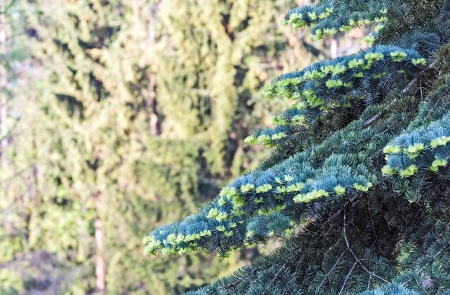 Young shoots visible in the branches of a fir treeの写真素材