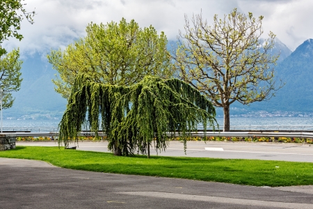 Trees on the background of the Alps by the Lake Geneva in Veveyの写真素材