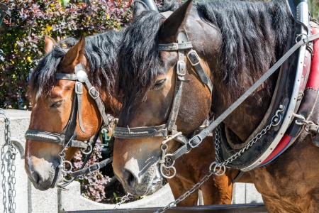 Two horses in harness stand quietly restingの写真素材