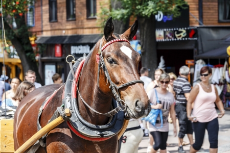 ZAKOPANE - JULY 18  Harnessed Horse stands, at the Krupowki street, the main shopping area and pedestrian promenade in the city center in Zakopane in Poland on July 18, 2013 のeditorial素材