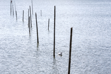 Fishing nets marked using poles protruding from the lakeの写真素材
