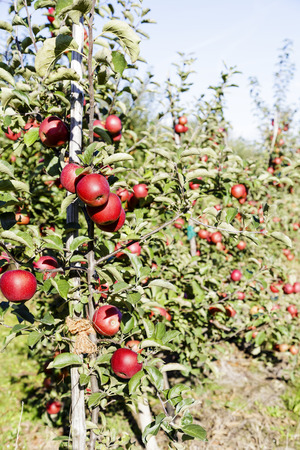 An apple orchard at sunny summer dayの写真素材