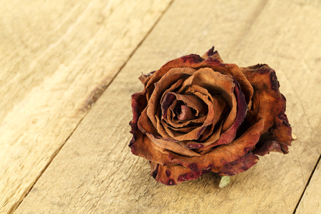 Dried flower of rose shown on the background of stained plankの写真素材